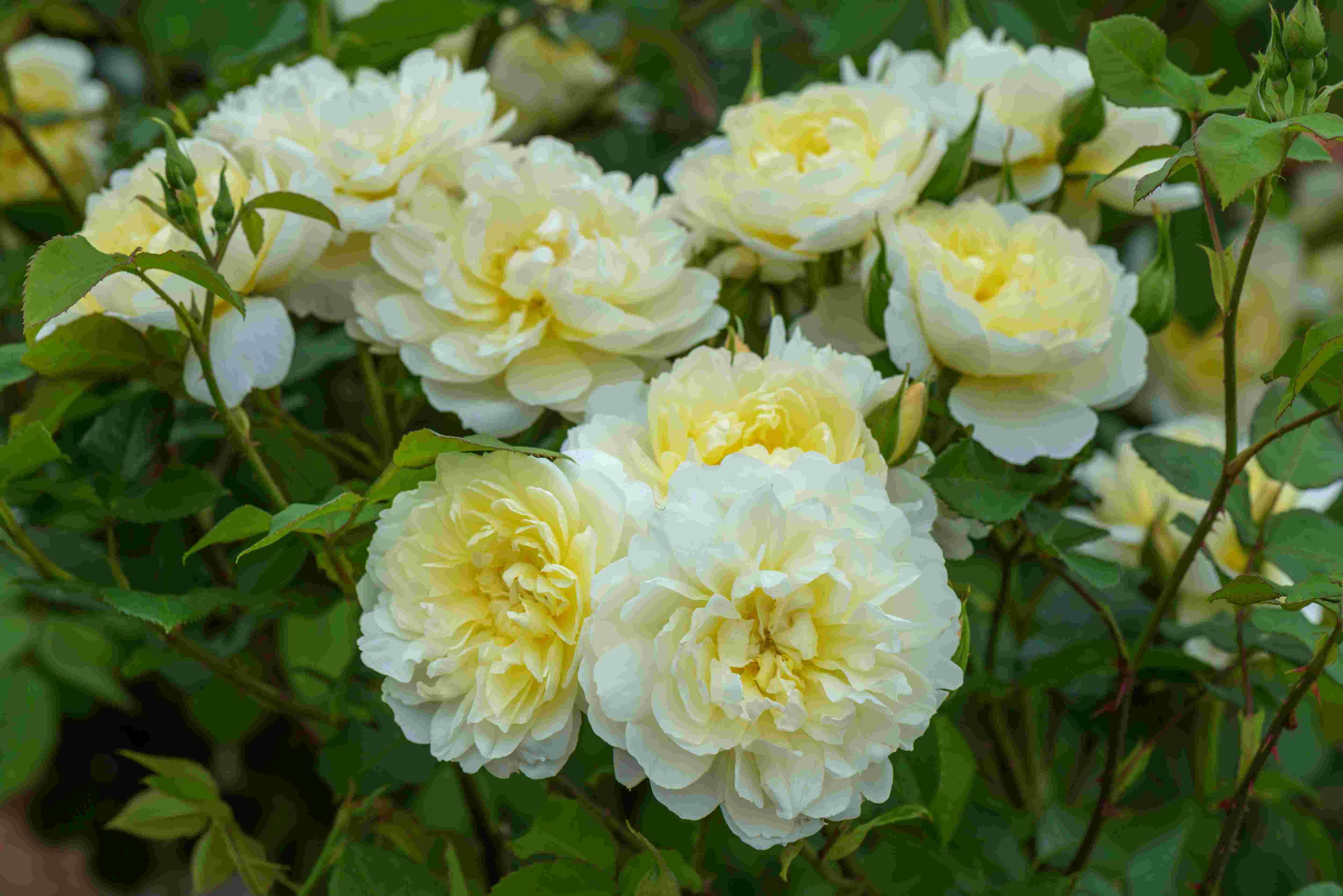 Imogen (Austritch) | Wagner's Rose Nursery