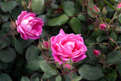 Knock Out Double Pink® - Potted Rose