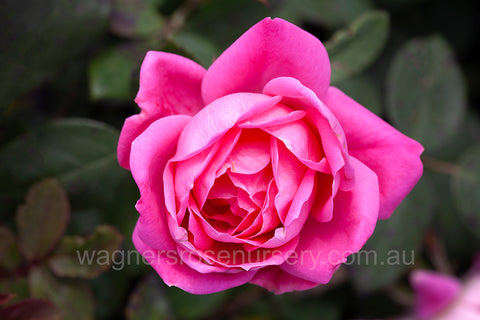 Knock Out Double Pink® - Potted Rose