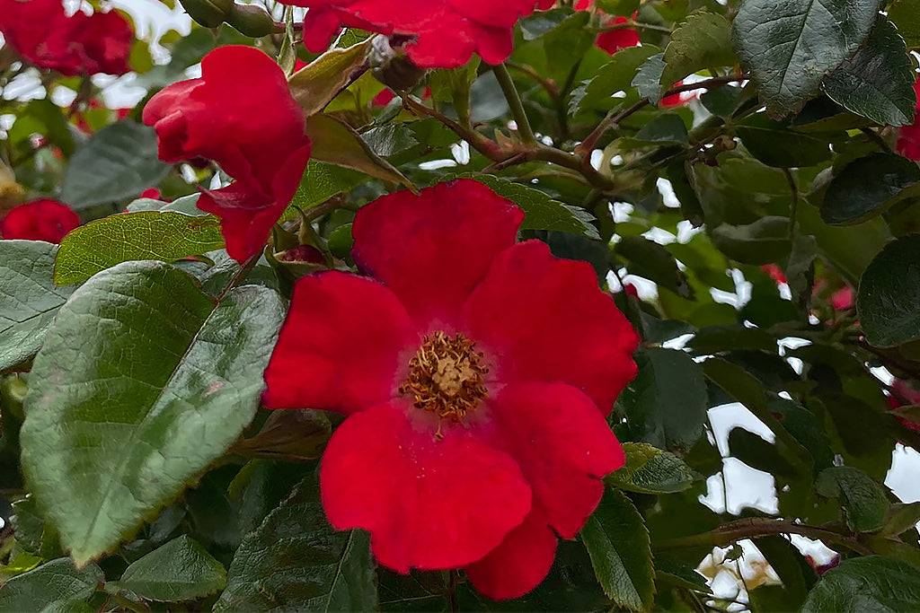 Summer's Evening - Potted Rose