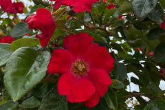 Summer's Evening - Potted Rose