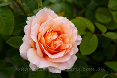 Twilight Glow Clg™ - Potted Rose