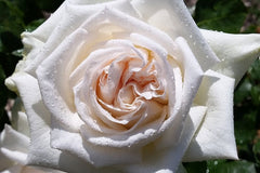 Coeur de Neige - Potted Rose