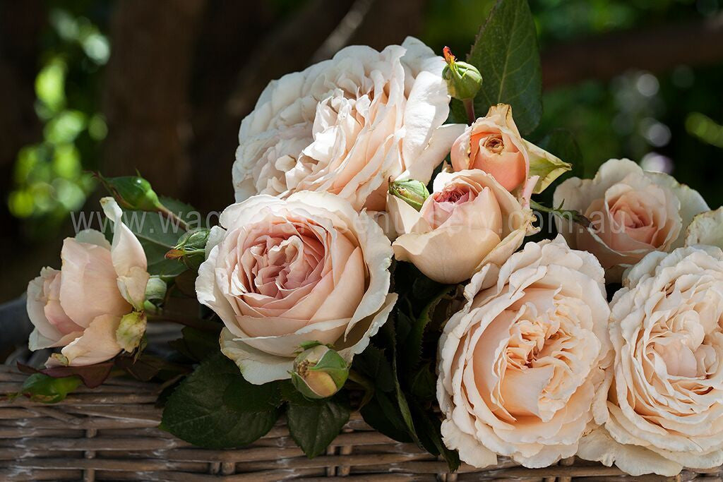 Shirley's Rose - Potted Rose